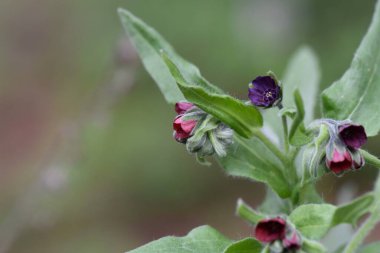 Nisan ayında ormanda çiçek açan küçük mor yabani çiçekler. Yakın plan.