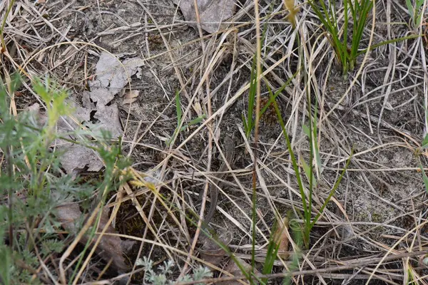 Çam ormanındaki kuru çimlerde gri kertenkele