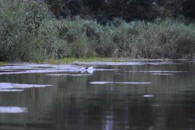 Akşamları Dnipro nehrinde vahşi ördek