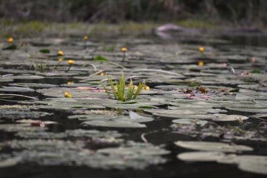 Sarı su zambağı gölde tomurcuklanıyor.