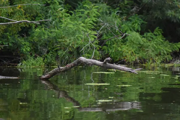 Yaz mevsiminde gölde kuru bir kütük. Sudan çıkan bir dal.