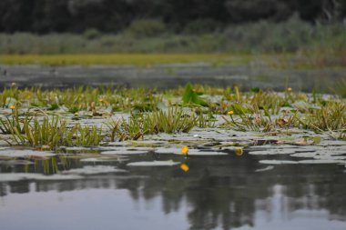 Akşamları su zambakları ve diğer bitkilerle dolu.