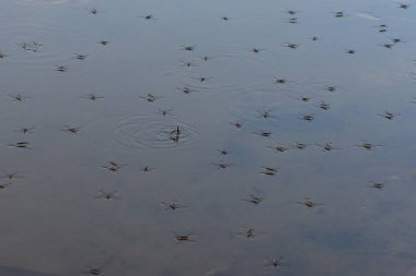 Gölde yağmurun altında yüzen su yürüyüşçüleri sürüsü. Seçici odak