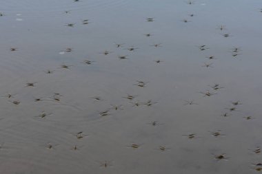 Gölde yağmurun altında yüzen su yürüyüşçüleri sürüsü. Seçici odak