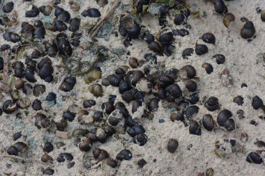 Deniz kabuklarıyla dolu nehrin kıyısında dalgalar kırılıyor. Yakın plan.