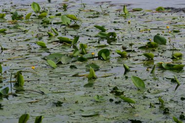 Dnipro nehrinde su bitkileri ve nilüferler