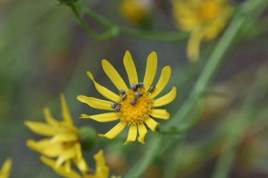 Ormandaki sarı kır çiçekleri kuru otların üzerinde