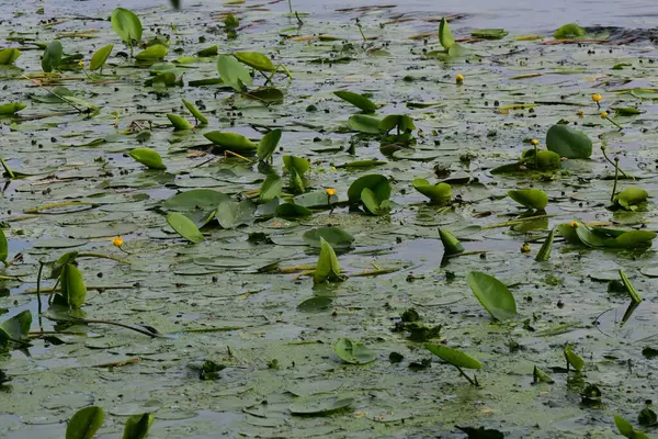 Dnipro nehrinde su bitkileri ve nilüferler
