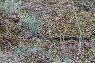 Çam ormanında yerde çim yılanı