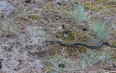 Çam ormanında yerde çim yılanı