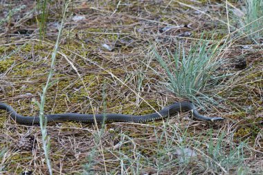 Çam ormanında yerde çim yılanı