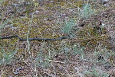 Çam ormanında yerde yılan kuru otlar ve iğnelerle