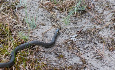 Çam ormanında yerde yılan kuru otlar ve iğnelerle