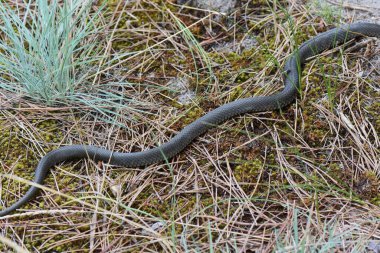 Çam ormanında yerde yılan kuru otlar ve iğnelerle
