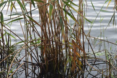 A small bird Eurasian wren sits on a reed in the water of a lake, bird hunting on fish