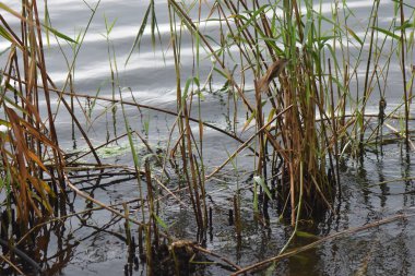 A small bird Eurasian wren sits on a reed in the water of a lake, bird hunting on fish