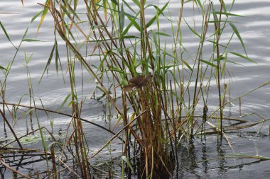 A small bird Eurasian wren sits on a reed in the water of a lake, bird hunting on fish
