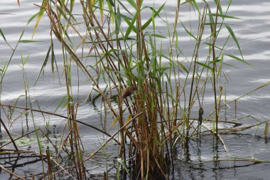 A small bird Eurasian wren sits on a reed in the water of a lake, bird hunting on fish