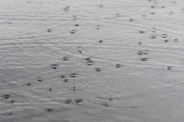 Gölde yağmurun altında yüzen su yürüyüşçüleri sürüsü. Seçici odak