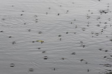 Gölde yağmurun altında yüzen su yürüyüşçüleri sürüsü. Seçici odak
