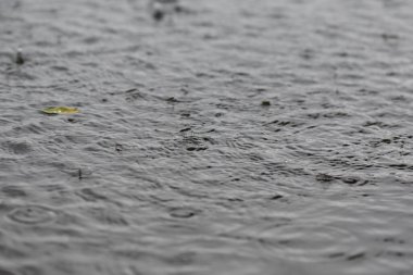 Gölde yağmurun altında yüzen su yürüyüşçüleri sürüsü. Seçici odak