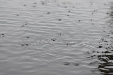 Gölde yağmurun altında yüzen su yürüyüşçüleri sürüsü. Seçici odak