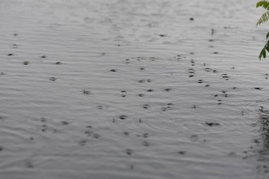 Gölde yağmurun altında yüzen su yürüyüşçüleri sürüsü. Seçici odak