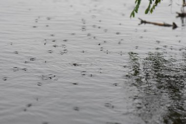 Gölde yağmurun altında yüzen su yürüyüşçüleri sürüsü. Seçici odak