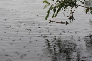 Gölde yağmurun altında yüzen su yürüyüşçüleri sürüsü. Seçici odak