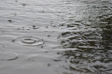 Gölde yağmurun altında yüzen su yürüyüşçüleri sürüsü. Seçici odak