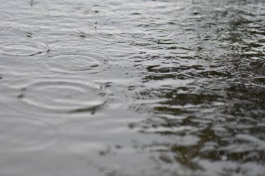 Gölde yağmurun altında yüzen su yürüyüşçüleri sürüsü. Seçici odak