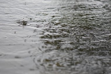 Gölde yağmurun altında yüzen su yürüyüşçüleri sürüsü. Seçici odak