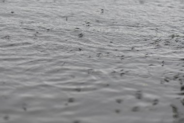 Gölde yağmurun altında yüzen su yürüyüşçüleri sürüsü. Seçici odak