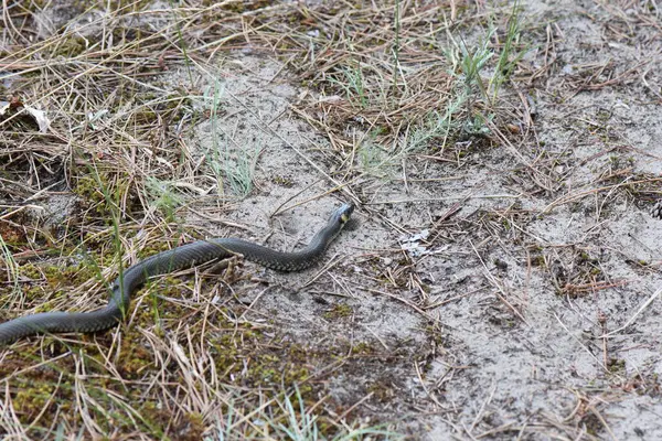 Çam ormanında yerde yılan kuru otlar ve iğnelerle