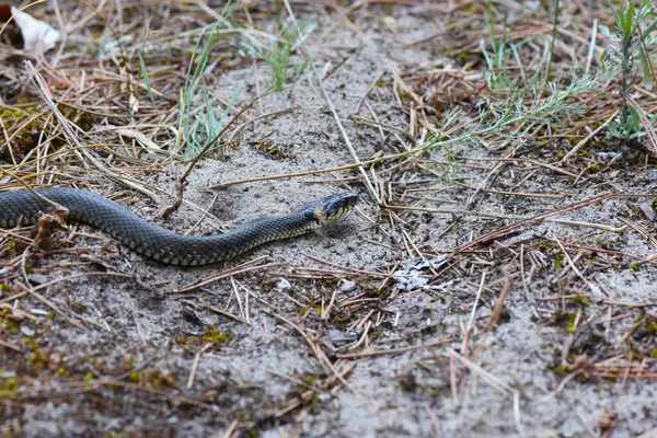 Çam ormanında yerde yılan kuru otlar ve iğnelerle