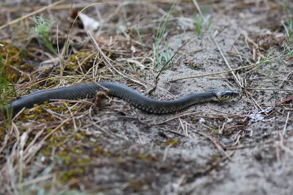 Çam ormanında yerde yılan kuru otlar ve iğnelerle