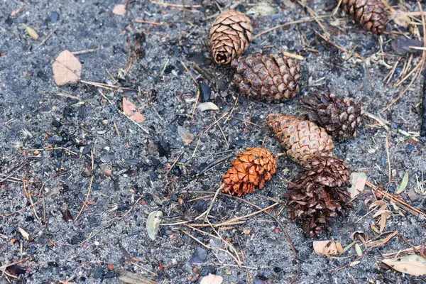 Ormanda yerde çam kozalakları, yakın plan.