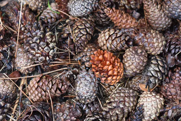 Ormanda yerde çam kozalakları, yakın plan.