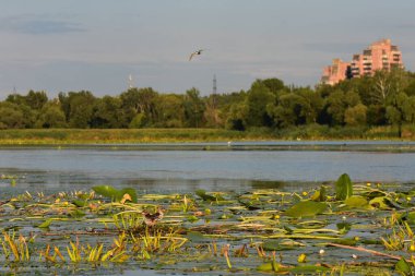 Nilüfer yapraklı ve nilüferli gölette su kuşu