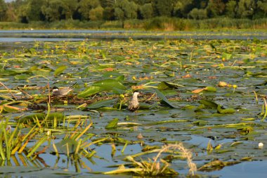 Nilüfer yapraklı ve nilüferli gölette su kuşu