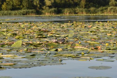 Nilüfer yapraklı ve nilüferli gölette su kuşu