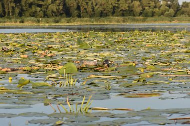 Nilüfer yapraklı ve nilüferli gölette su kuşu