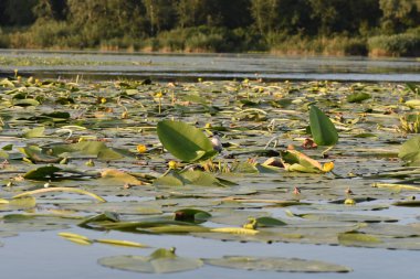 Nilüfer yapraklı ve nilüferli gölette su kuşu
