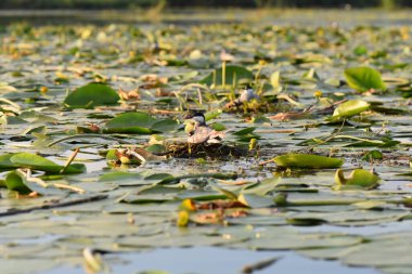 Nilüfer yapraklı ve nilüferli gölette su kuşu