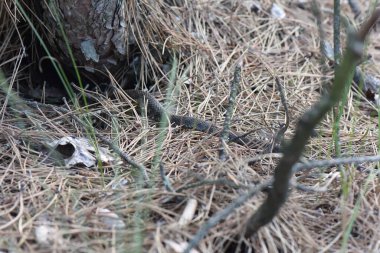 Çam ormanında yerde yılan kuru otlar ve iğnelerle