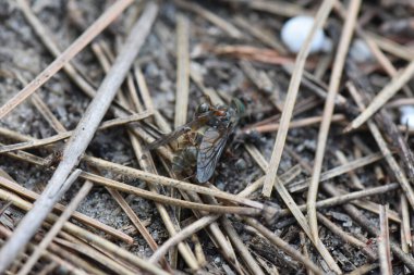 Yerdeki karıncalar büyük sinek taşır, makro çekim