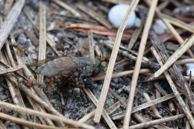 Yerdeki karıncalar büyük sinek taşır, makro çekim