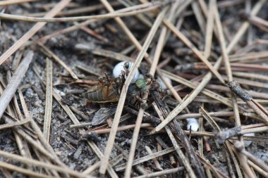 Yerdeki karıncalar büyük sinek taşır, makro çekim