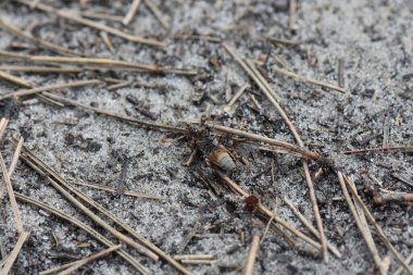 Yerdeki karıncalar büyük sinek taşır, makro çekim