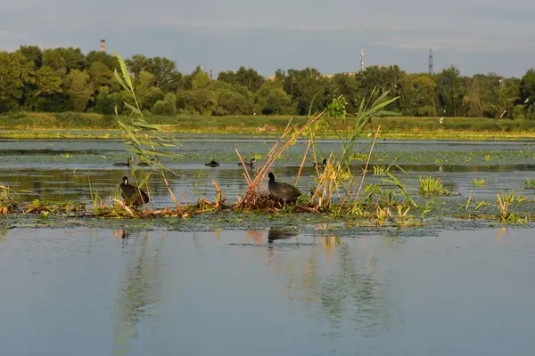 Nilüfer yapraklı ve nilüferli gölette su kuşu
